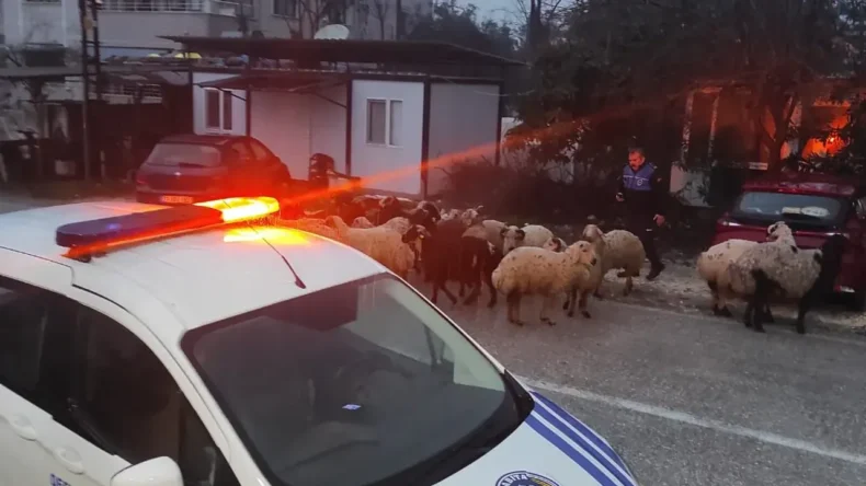 Defne Belediyesi Zabıta Ekiplerinden Örnek Davranış