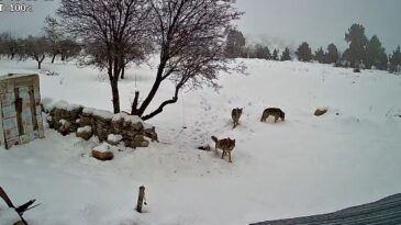Bozyazı’da Kurtlar Köye İndi: O Anlar Kamerada