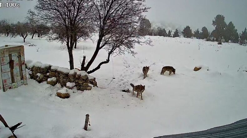 Bozyazı’da Kurtlar Köye İndi: O Anlar Kamerada