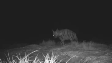 Türkiye’de Bir İlk: Yalnızca Hatay’da Görüldü!