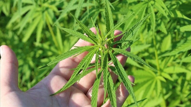 Kenevir Üretimi İçin 21 İl Açıklandı: Hatay Listede Var Mı?