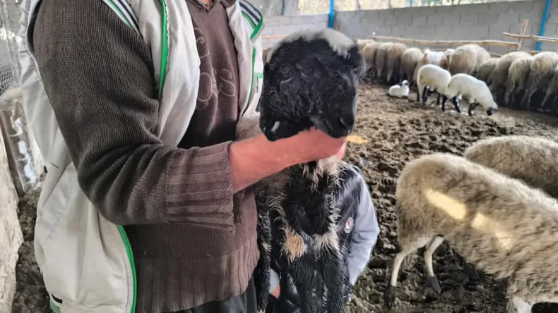 Çift Başlı ve Dört Gözlü Kuzu Bir Gün Yaşadı