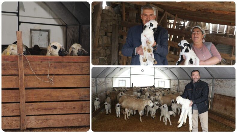 Adana’da Deprem Sonrası Besiciler Çadırlarda Yetiştiriciliğe Devam Ediyor