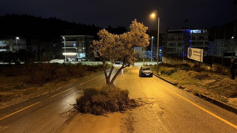 Aydın’da Sel Suları Zeytin Ağaçlarını Köklüyor