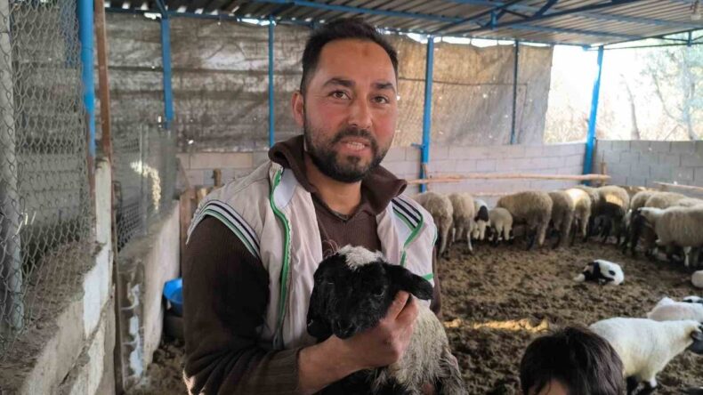 Çift Başlı ve 4 Gözlü Kuzu 1 Gün Yaşadı