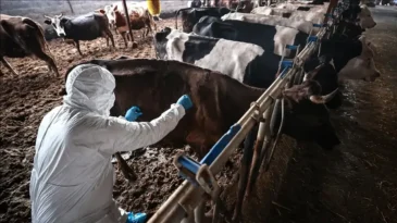 16 Mahalle Şap Karantinasına Alındı!