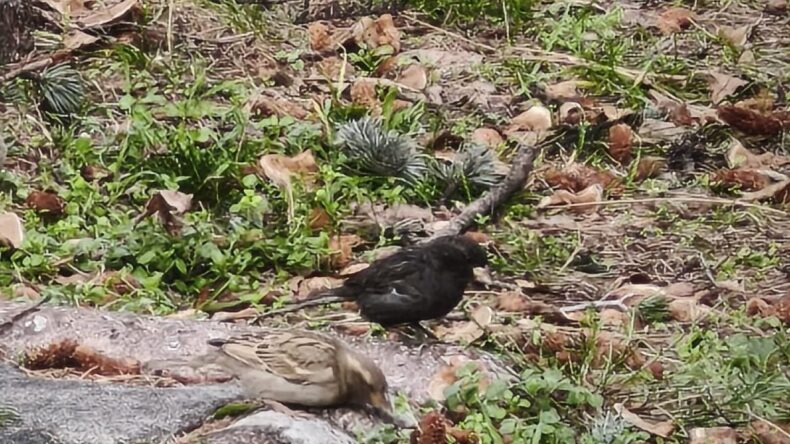 Serçe Sürüsünün Arasında ‘Kömür’ İsimli Kuş Bulundu