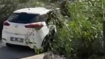 Adana’da Şiddetli Rüzgar Ağaçları Devirdi