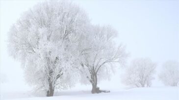 Erzurum, Ardahan, Kars ve Ağrı’da Dondurucu Soğuk Hava Etkili
