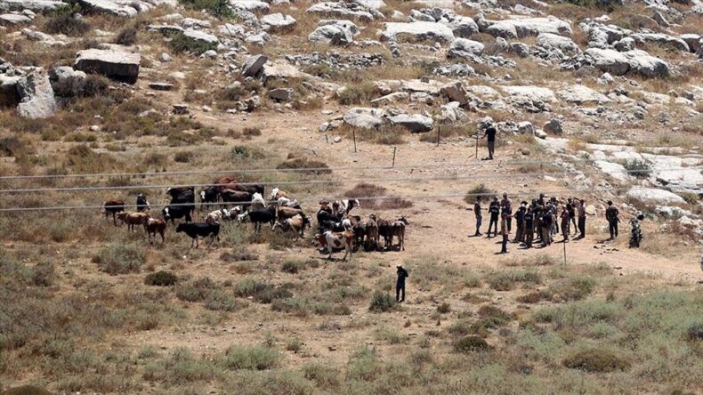 İsrail, Filistinli Çiftçinin 150 Büyükbaş Hayvanını Çaldı