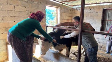 Gazipaşa’da Hayvan Sağlığı İçin Yoğun Mesai