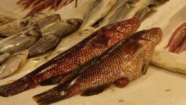 Hint Okyanusu’na Özgü Portakal Benekli Lagos Mersin’de Tezgaha Çıktı