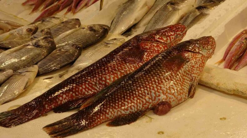 Hint Okyanusu’na Özgü Portakal Benekli Lagos Mersin’de Tezgaha Çıktı