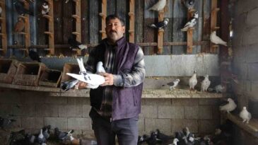 45 Yıldır Güvercin Besleyen Adamın Hikayesi