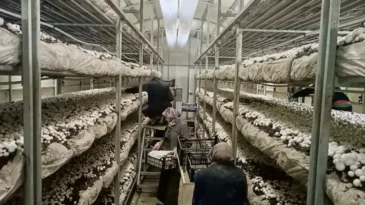 Hatay’da Mantar Üretiminde Artış Gözlendi