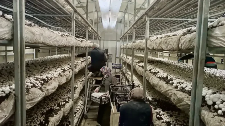 Hatay’da Mantar Üretiminde Artış Gözlendi