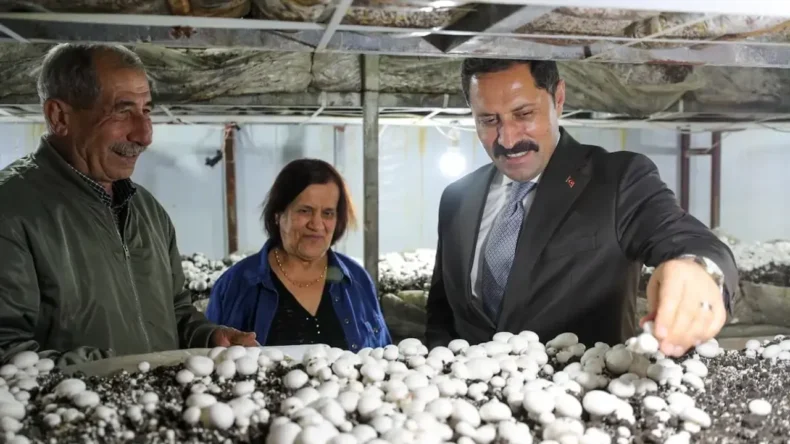 Vali Masatlı Defne’de Mantar Hasadına Katıldı