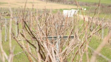 Tescillenen ‘Gün Işığı’ Üzümünün Yaygınlaştırılması Hedefleniyor