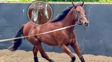 Hipodromdan Tencereye: Mersin Aşevindeki Kavurmadan Yarış Atı Çipi Çıktı