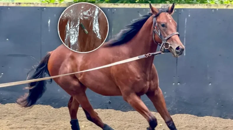 Hipodromdan Tencereye: Mersin Aşevindeki Kavurmadan Yarış Atı Çipi Çıktı