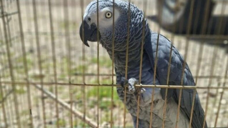 Antalya’da Belgesiz Papağan Bulunduran İşletme Sahibine Ceza