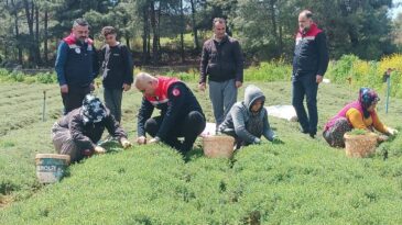 Altınözü’nde Zahter Hasadı Başladı