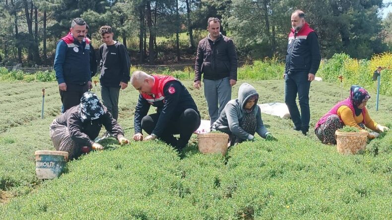 Altınözü’nde Zahter Hasadı Başladı