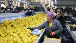 Türkiye’nin 3 aylık yaş meyve sebze ihracatında Mersin ve Adana etkisi