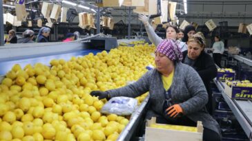 Türkiye’nin 3 aylık yaş meyve sebze ihracatında Mersin ve Adana etkisi