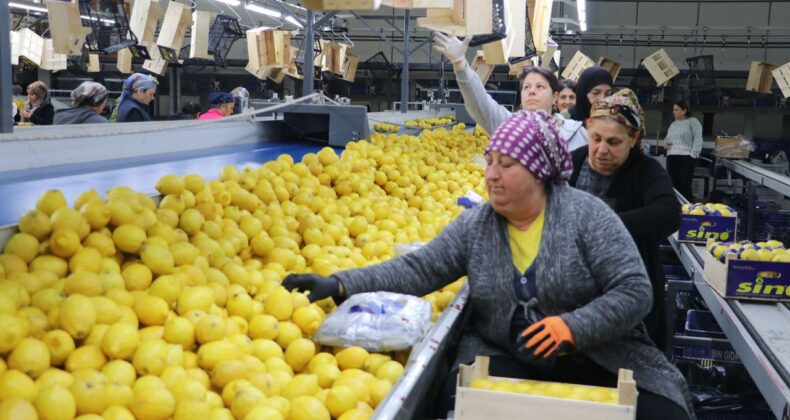 Türkiye’nin 3 aylık yaş meyve sebze ihracatında Mersin ve Adana etkisi