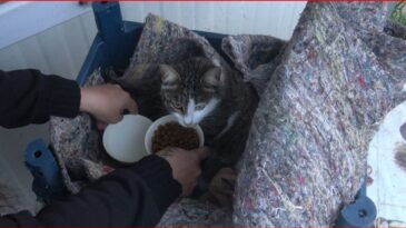 Zeytin’in Umut Yolculuğu: Su Kanalından Konteynere