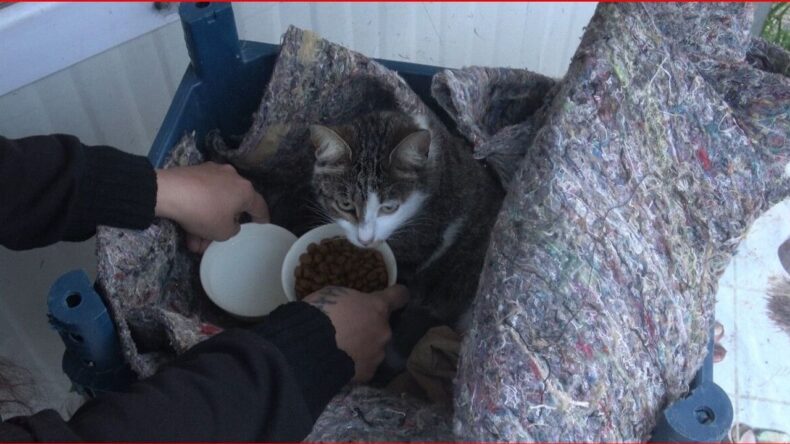 Zeytin’in Umut Yolculuğu: Su Kanalından Konteynere