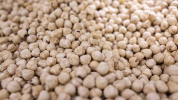 Doğu Karadeniz’den Yılın İlk Çeyreğinde 379 Milyon Dolarlık Fındık İhracatı