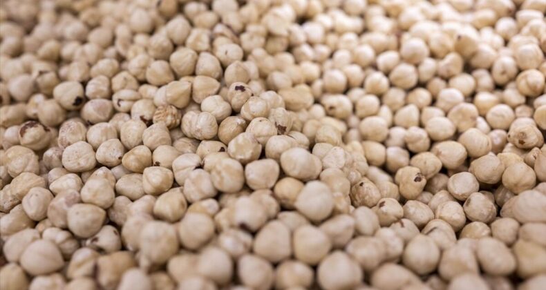 Doğu Karadeniz’den Yılın İlk Çeyreğinde 379 Milyon Dolarlık Fındık İhracatı