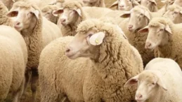 Bakacak Yeri Olana Koyun Desteği Veriliyor: Başvuru İçin Son 15 Gün!