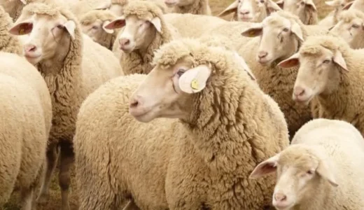 Bakacak Yeri Olana Koyun Desteği Veriliyor: Başvuru İçin Son 15 Gün!