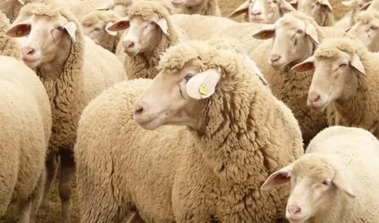 Bakacak Yeri Olana Koyun Desteği Veriliyor: Başvuru İçin Son 15 Gün!