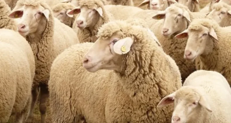 Bakacak Yeri Olana Koyun Desteği Veriliyor: Başvuru İçin Son 15 Gün!