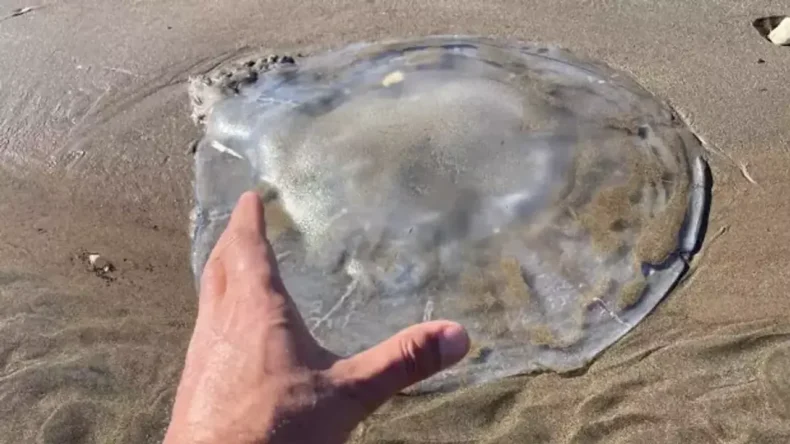 Arsuz Sahilini Deniz Anaları Bastı: Sakın Ellemeyin Uyarısı Geldi!