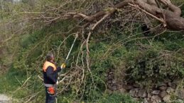 Osmaniye’de Fırtına Nedeniyle Ağaçlar Devrildi