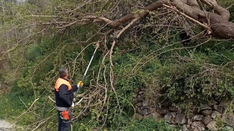 Osmaniye’de Fırtına Nedeniyle Ağaçlar Devrildi