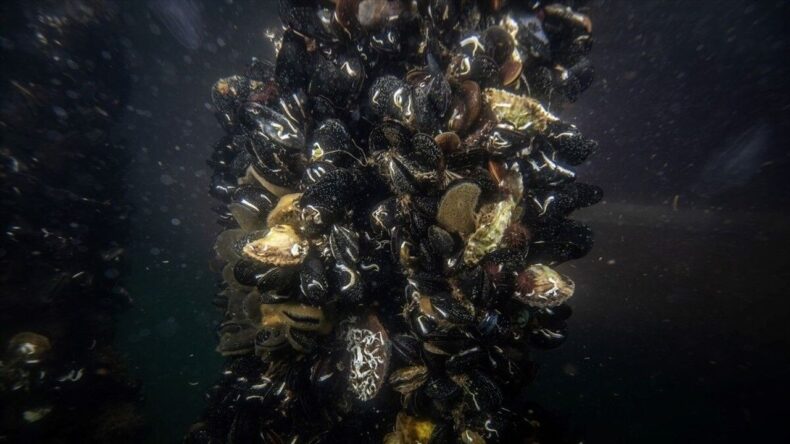Marmara Denizi’ndeki midye çiftliklerinde pinalar için umut veren keşif