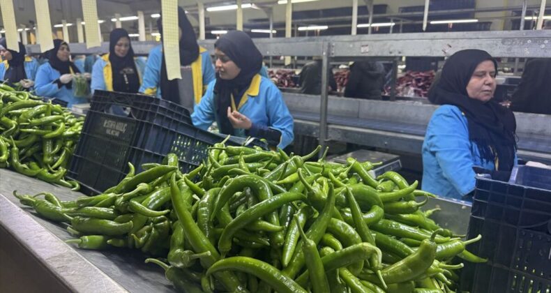 Türkiye’nin biber ihracatının yüzde 74’ü Batı Akdeniz’den