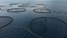 Muğla’dan yılın ilk çeyreğinde 198 milyon dolarlık balık ihracatı yapıldı