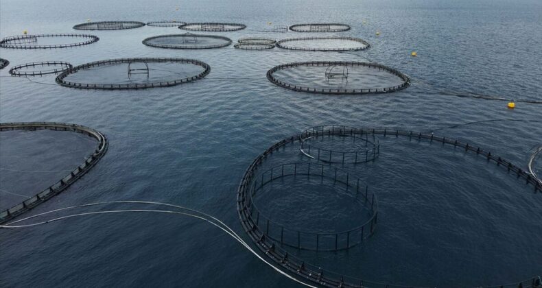 Muğla’dan yılın ilk çeyreğinde 198 milyon dolarlık balık ihracatı yapıldı