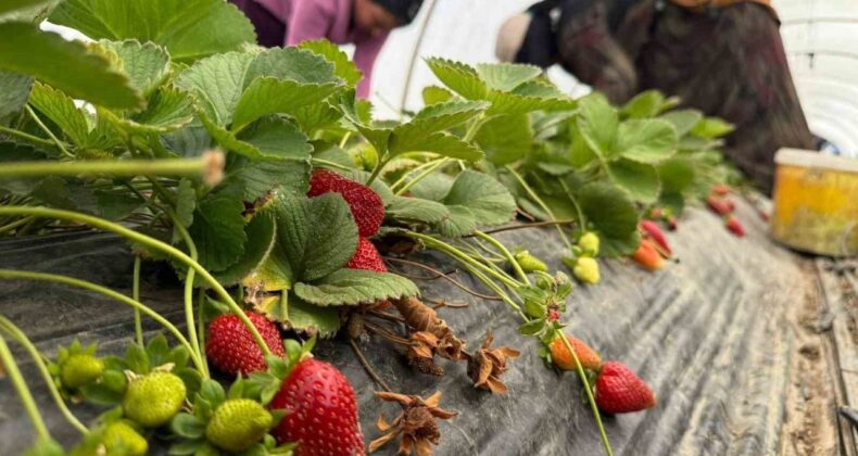 Tarla ile market rafları arasındaki farka üretici bile inanamıyor