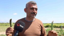 Adana’da Kozan Bezelyesi Hamsiye Benzetildi