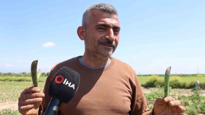 Adana’da Kozan Bezelyesi Hamsiye Benzetildi