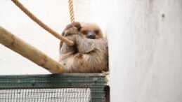 ABD’de 31 Tembel Hayvan Uygun Koşullarda Tutulmadığı İçin Öldü