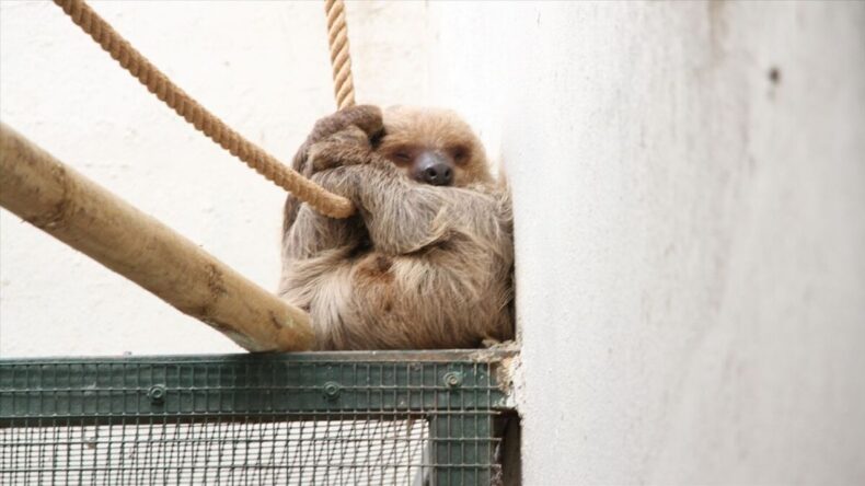 ABD’de 31 Tembel Hayvan Uygun Koşullarda Tutulmadığı İçin Öldü